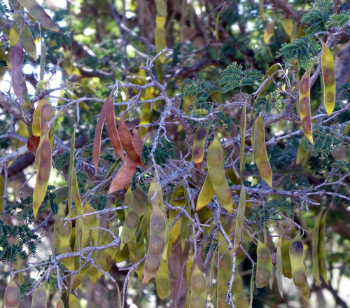 Acacia nilotica image