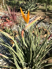 Strelitzia juncea