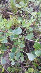 Cussonia thyrsiflora