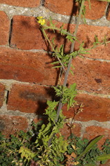 Sisymbrium officinale