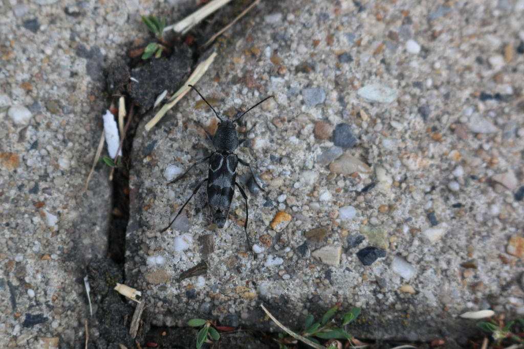 Pseudosphegesthes
