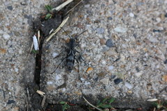 Pseudosphegesthes cinerea