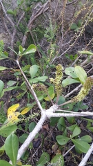 Cussonia thyrsiflora