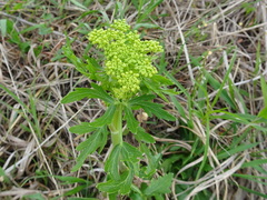 Polytaenia nuttallii