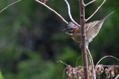 Zonotrichia capensis chilensis
