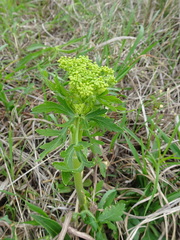 Polytaenia nuttallii