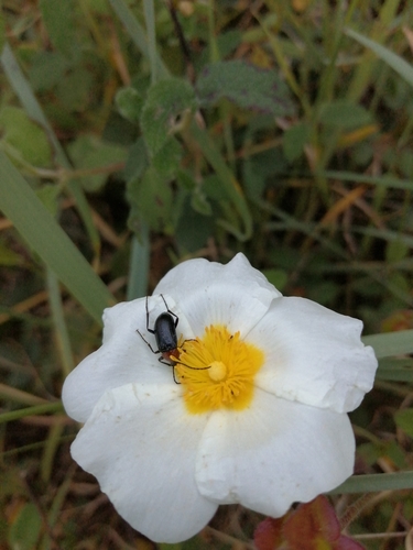 Heliotaurus ruficollis, Covelo de Paivó e Janarde, 4540, Portugal, photo 7 of 10