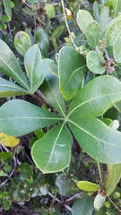 Cussonia thyrsiflora