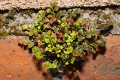 Asplenium ruta-muraria