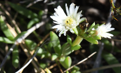 Delosperma uncinatum