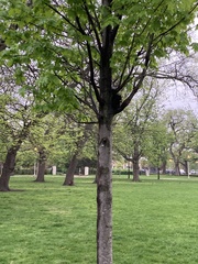 Sciurus carolinensis