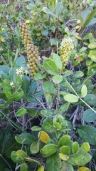 Cussonia thyrsiflora