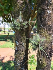 Tillandsia loliacea