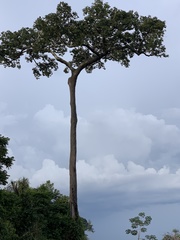 Bertholletia excelsa