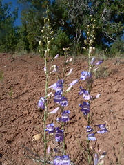Penstemon comarrhenus