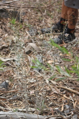 Senecio quadridentatus