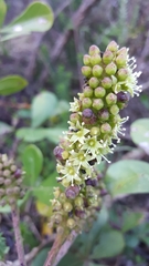 Cussonia thyrsiflora