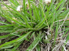 Nothocalais cuspidata