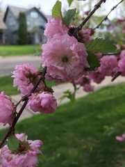 Prunus glandulosa