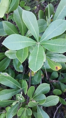 Cussonia thyrsiflora
