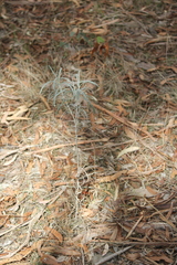 Senecio quadridentatus