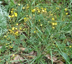 Potentilla incana