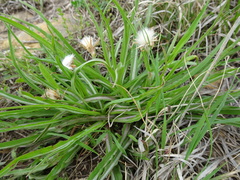 Nothocalais cuspidata