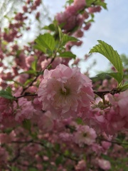 Prunus glandulosa