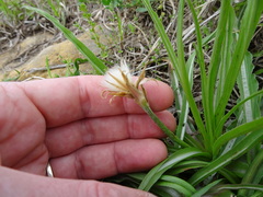 Nothocalais cuspidata