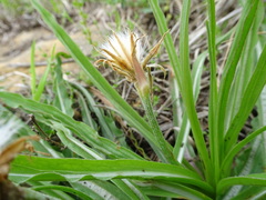 Nothocalais cuspidata