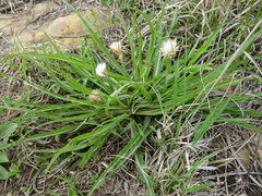 Nothocalais cuspidata