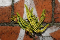 Asplenium trichomanes