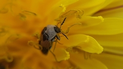 Attagenus bifasciatus
