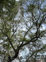 Magnoliopsida