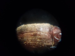 Stegobium paniceum