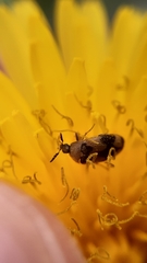 Attagenus bifasciatus