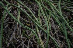 Selenicereus spinulosus