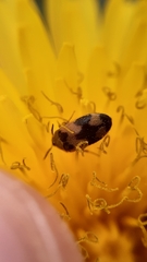 Attagenus bifasciatus