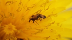 Attagenus bifasciatus