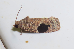 Ophiorrhabda mormopa