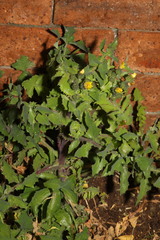 Sonchus oleraceus