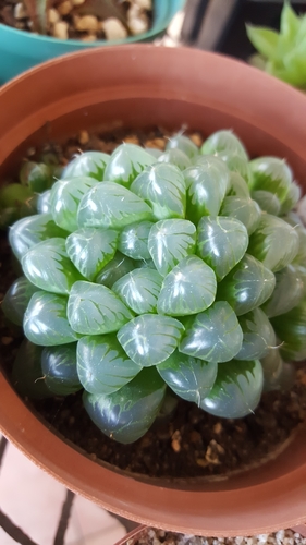 Haworthia cooperi var. truncata 2