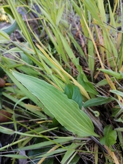 Ranunculus bupleuroides