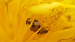 Attagenus bifasciatus