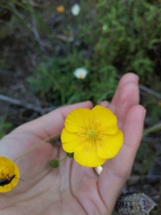 Ranunculus bupleuroides