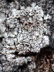 Lecanora argentata
