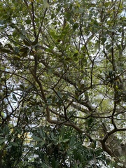 Magnoliopsida