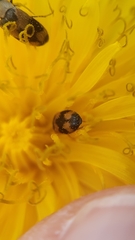 Attagenus bifasciatus