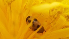 Attagenus bifasciatus