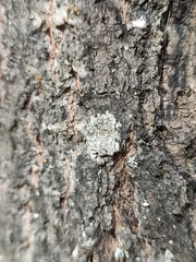 Lecanora argentata